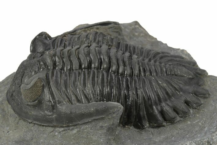 Detailed Hollardops Trilobite - Ofaten, Morocco #243855